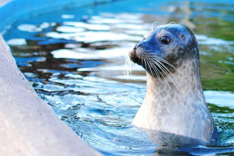 Boston: Explorer Pass Save up to 50% on 30+ Top Attractions - Museum of Science plus the cultural heavy hitters