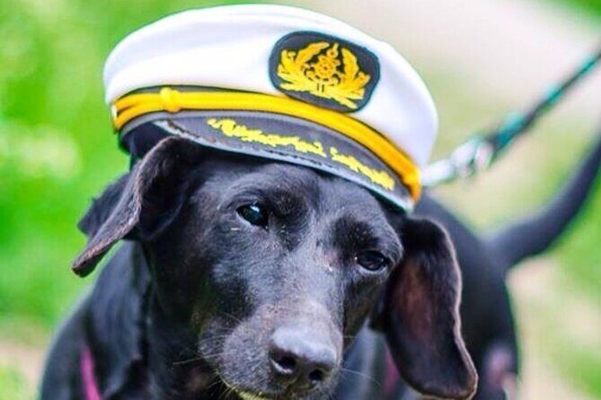 Dog Day of Summer Harbor Cruise in Boston - Key things to know before you go