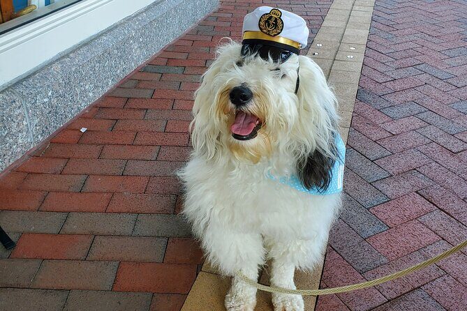 Dog Day of Summer Harbor Cruise in Boston - Price and what’s included: is $28 worth it?