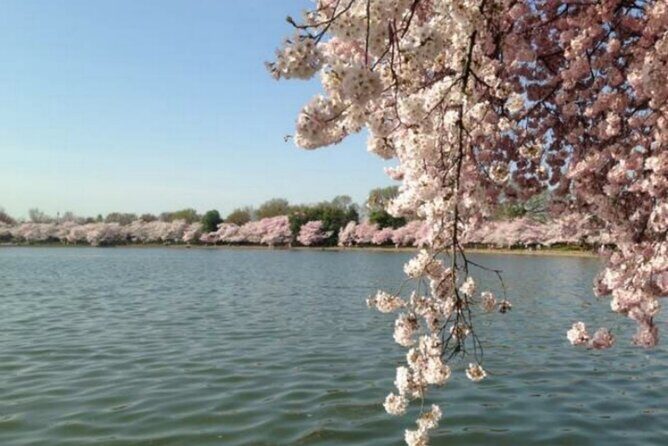 Washington D.C. Cherry Blossom,Baltimore 3-Day Tour from Boston - East Potomac Park Hains Point Loop Trail vs Shofuso