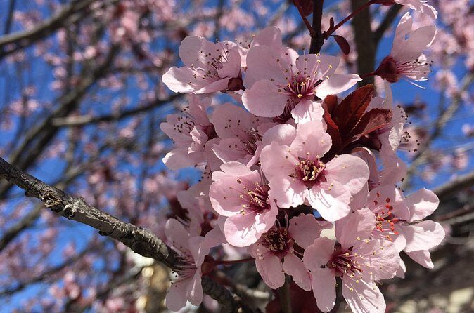 Washington D.C. Cherry Blossom,Baltimore 3-Day Tour from Boston - Baltimore Inner Harbor: One Hour of Seaport Vibes