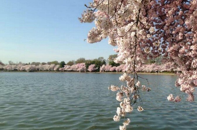 Washington D.C. Cherry Blossom,Baltimore 3-Day Tour from Boston - Pace, Group Size, and What That Means for You